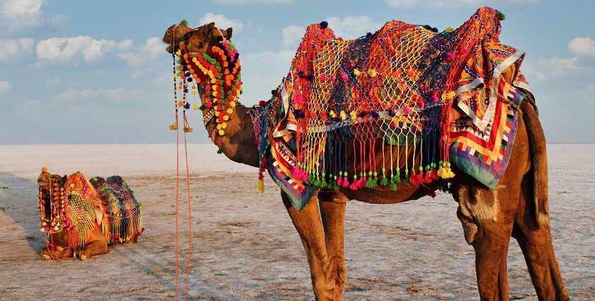Decorated camels at Rann Utsav in White Rann of Kutch during the vibrant festival.