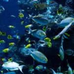 Scuba diving in Karnataka revealing the sea bed with corals and marine life.