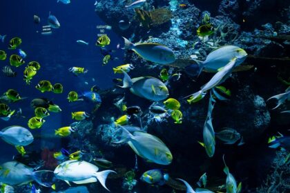Scuba diving in Karnataka revealing the sea bed with corals and marine life.