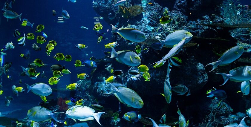 Scuba diving in Karnataka revealing the sea bed with corals and marine life.
