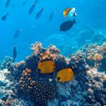 Colorful fish captured in underwater photography, a vibrant scene of scuba diving in Turkey.