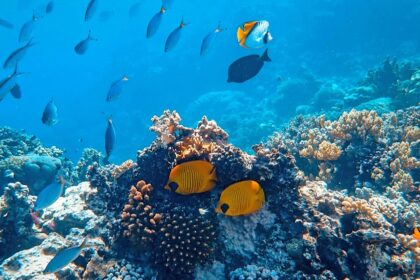 Colorful fish captured in underwater photography, a vibrant scene of scuba diving in Turkey.