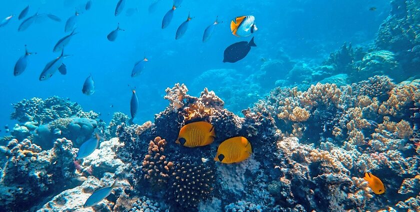 Colorful fish captured in underwater photography, a vibrant scene of scuba diving in Turkey.