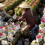 Quang Ba Flower Market bustling with colours and stalls, a prime spot for shopping in Vietnam.