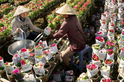 Quang Ba Flower Market bustling with colours and stalls, a prime spot for shopping in Vietnam.