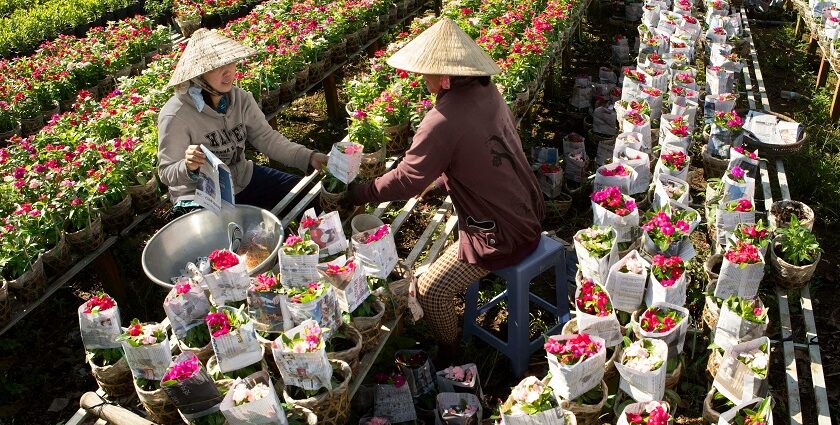 Quang Ba Flower Market bustling with colours and stalls, a prime spot for shopping in Vietnam.