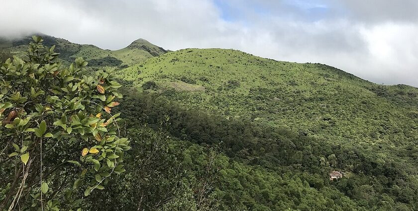 Tadiandamol trek showcases lush hills and forests, a top spot for trekking in Karnataka.