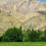 Lush green field, tall trees, and colorful mountains at a vibrant wildlife sanctuary in Ladakh.