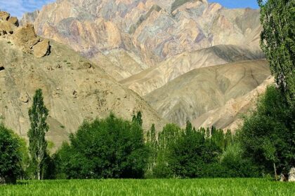 Lush green field, tall trees, and colorful mountains at a vibrant wildlife sanctuary in Ladakh.