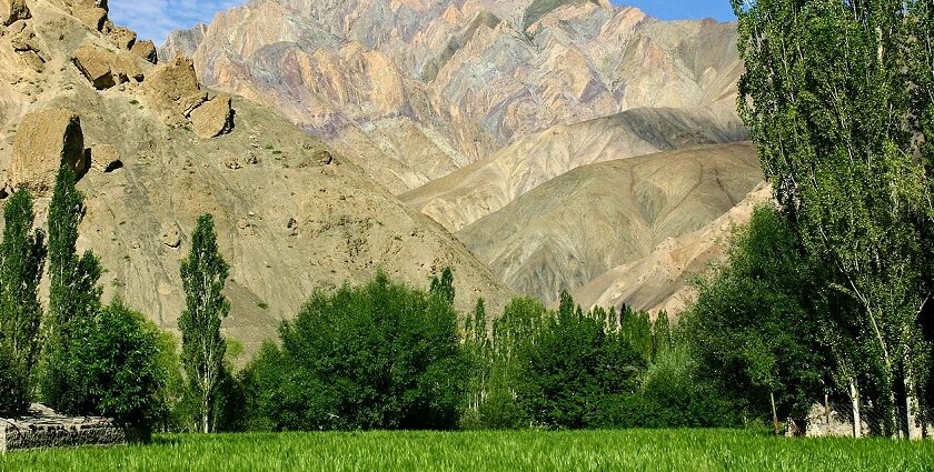 Lush green field, tall trees, and colorful mountains at a vibrant wildlife sanctuary in Ladakh.
