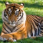 Tiger resting on lush green grass at Dubai Safari Park, highlighting zoos in Dubai.