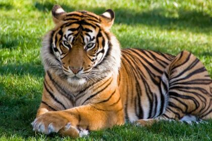 Tiger resting on lush green grass at Dubai Safari Park, highlighting zoos in Dubai.