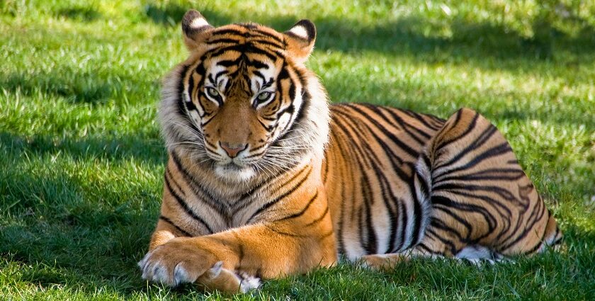 Tiger resting on lush green grass at Dubai Safari Park, highlighting zoos in Dubai.