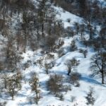 Snow-covered hillside with scattered leafless trees creating a serene view with snowfall in Gangtok.