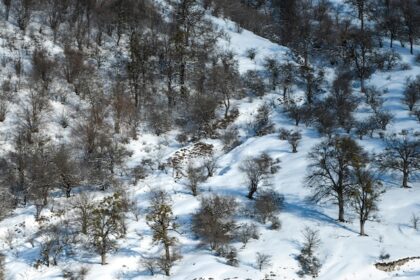 Snow-covered hillside with scattered leafless trees creating a serene view with snowfall in Gangtok.