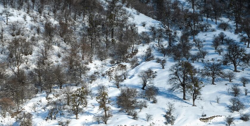 Snow-covered hillside with scattered leafless trees creating a serene view with snowfall in Gangtok.
